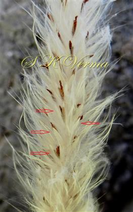  Inflorescence (a part) - see spikelets (arrow-marked)